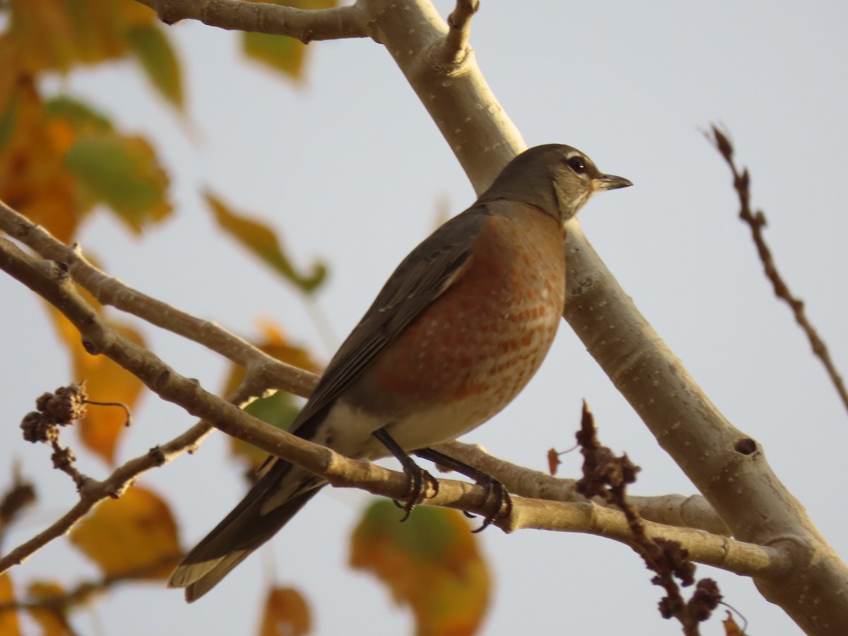 American Robin - ML643446521