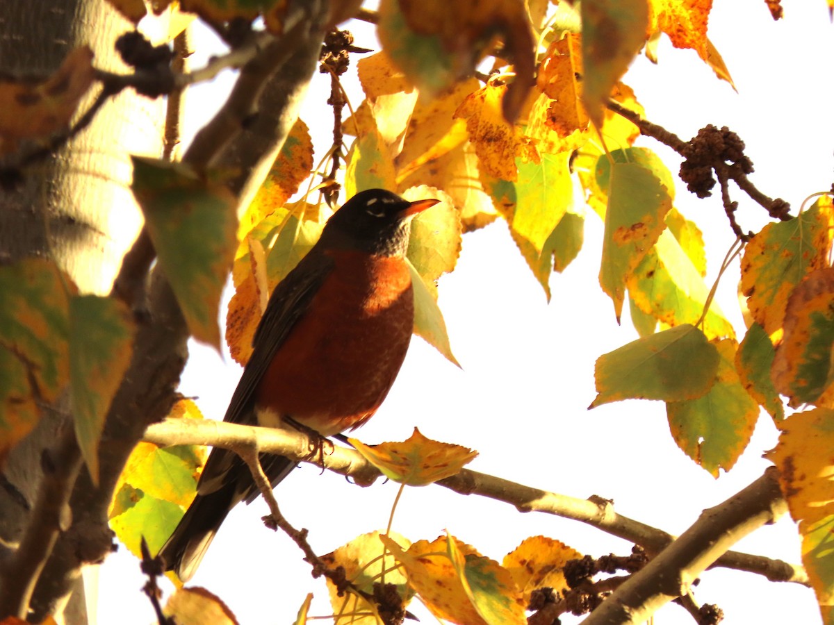 American Robin - ML643446522
