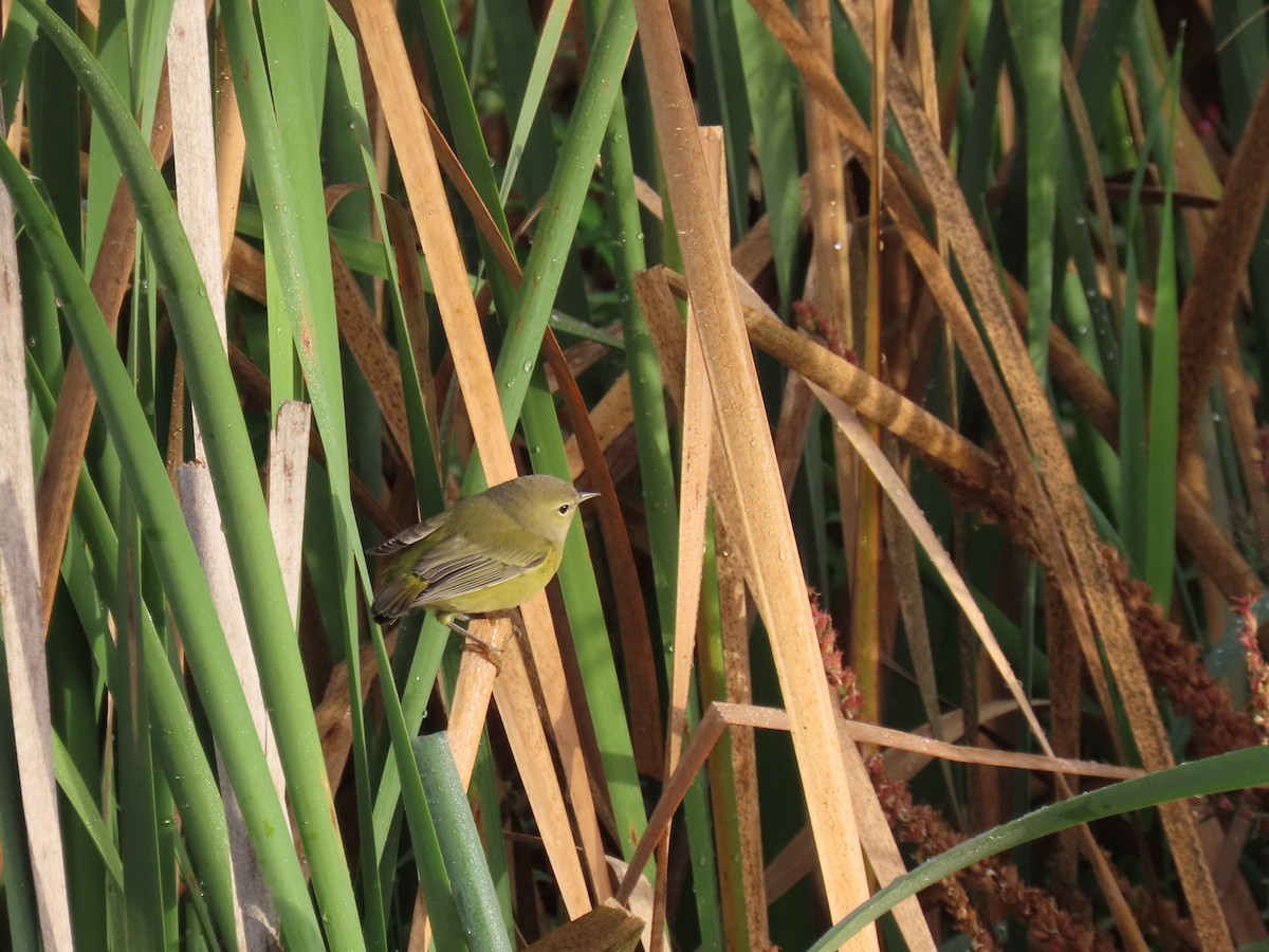 Orange-crowned Warbler - ML643446537