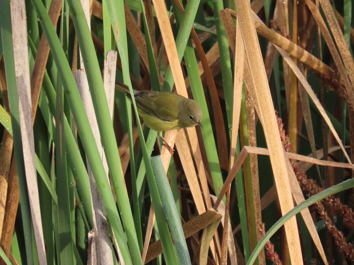 Orange-crowned Warbler - ML643446547