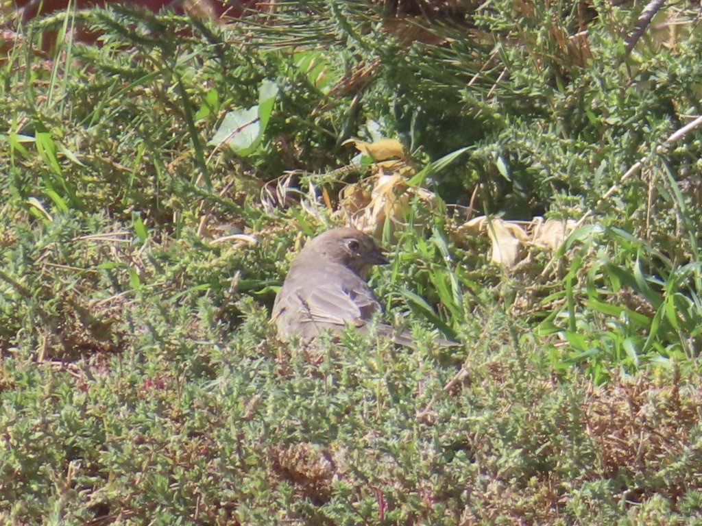 Canyon Towhee - ML643446555