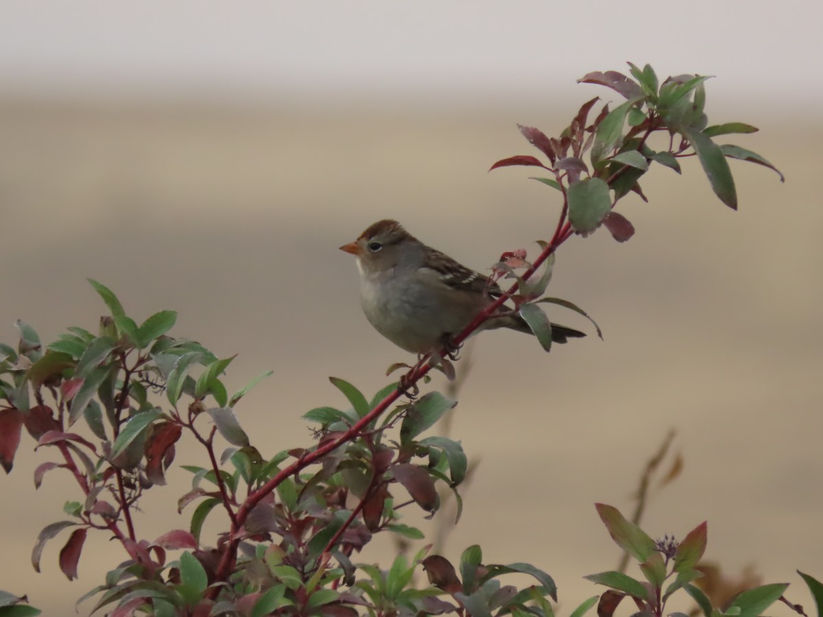 Dachsammer - ML643446558