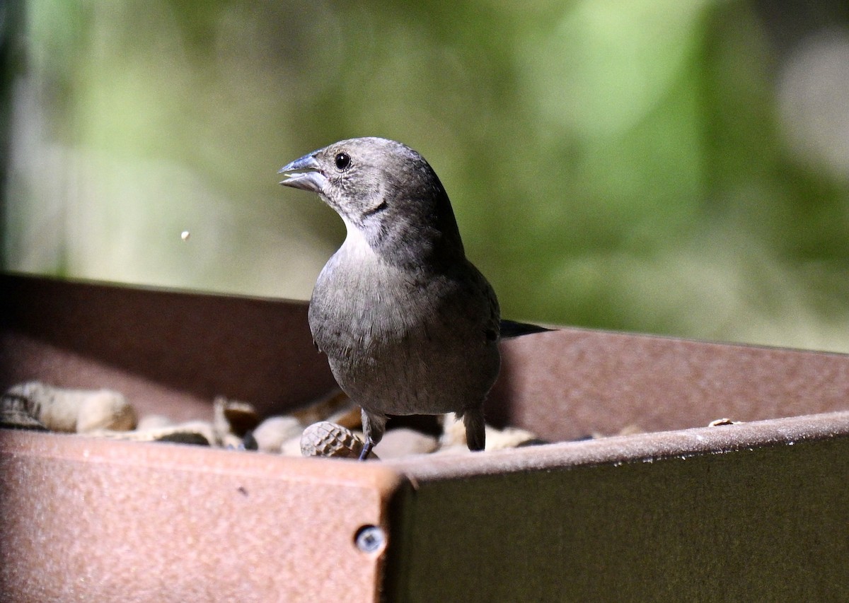 Brown-headed Cowbird - ML643446573