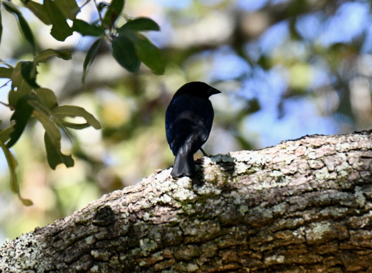 Brown-headed Cowbird - ML643446575