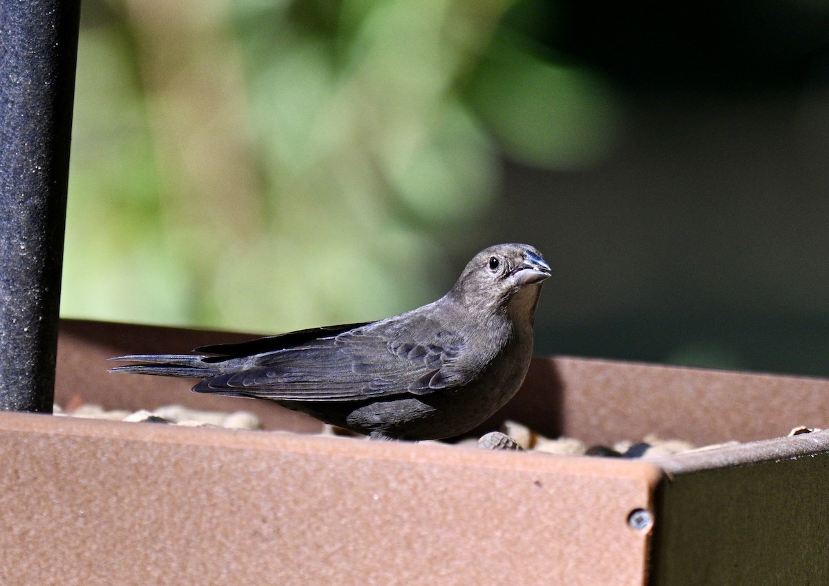Brown-headed Cowbird - ML643446576