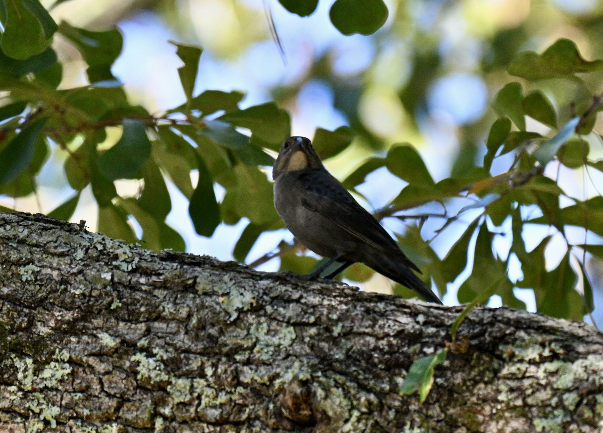 Brown-headed Cowbird - ML643446577
