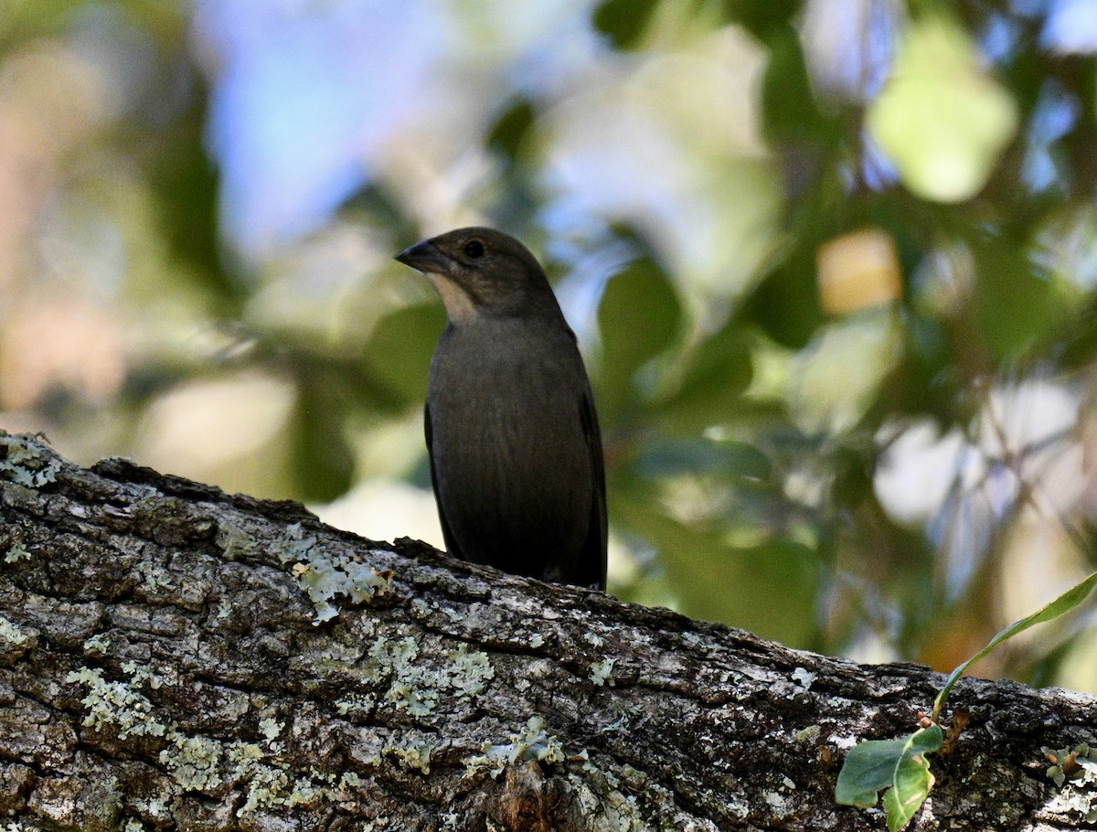 Brown-headed Cowbird - ML643446578