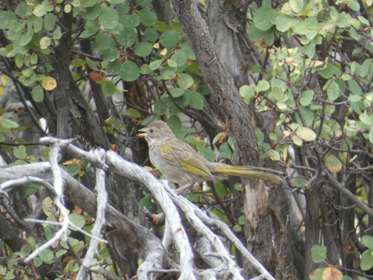 Green-tailed Towhee - ML643446586