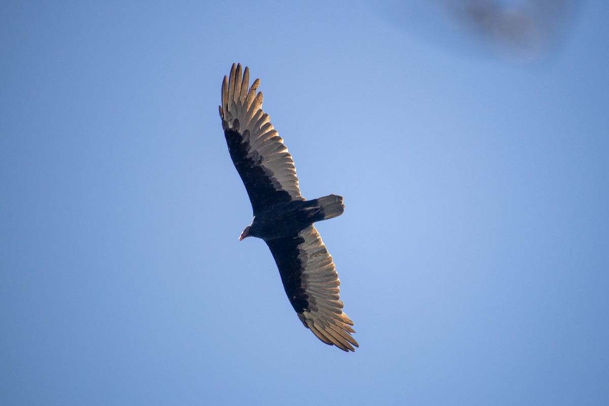 Turkey Vulture - ML643446592