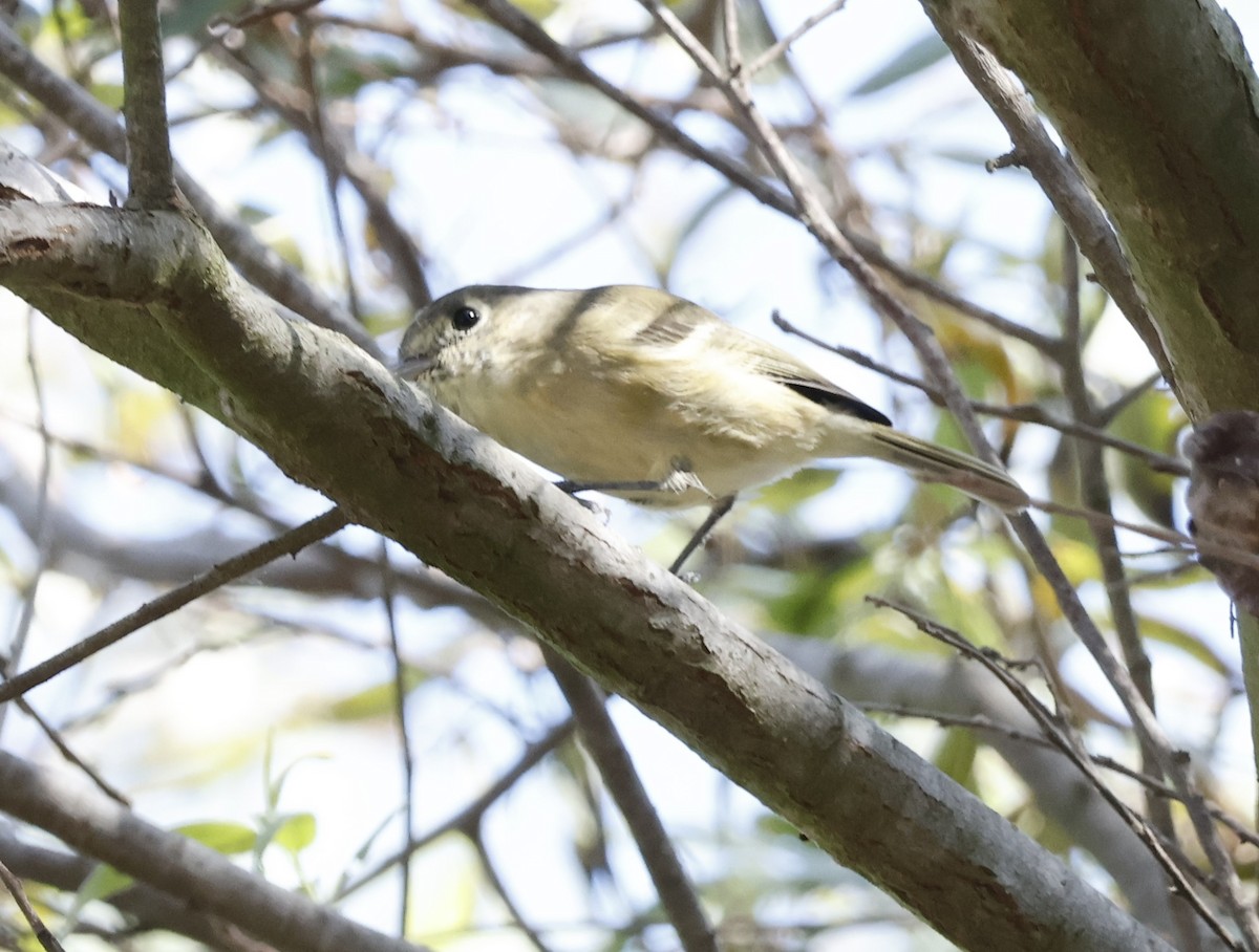 Hutton's Vireo - ML643446594