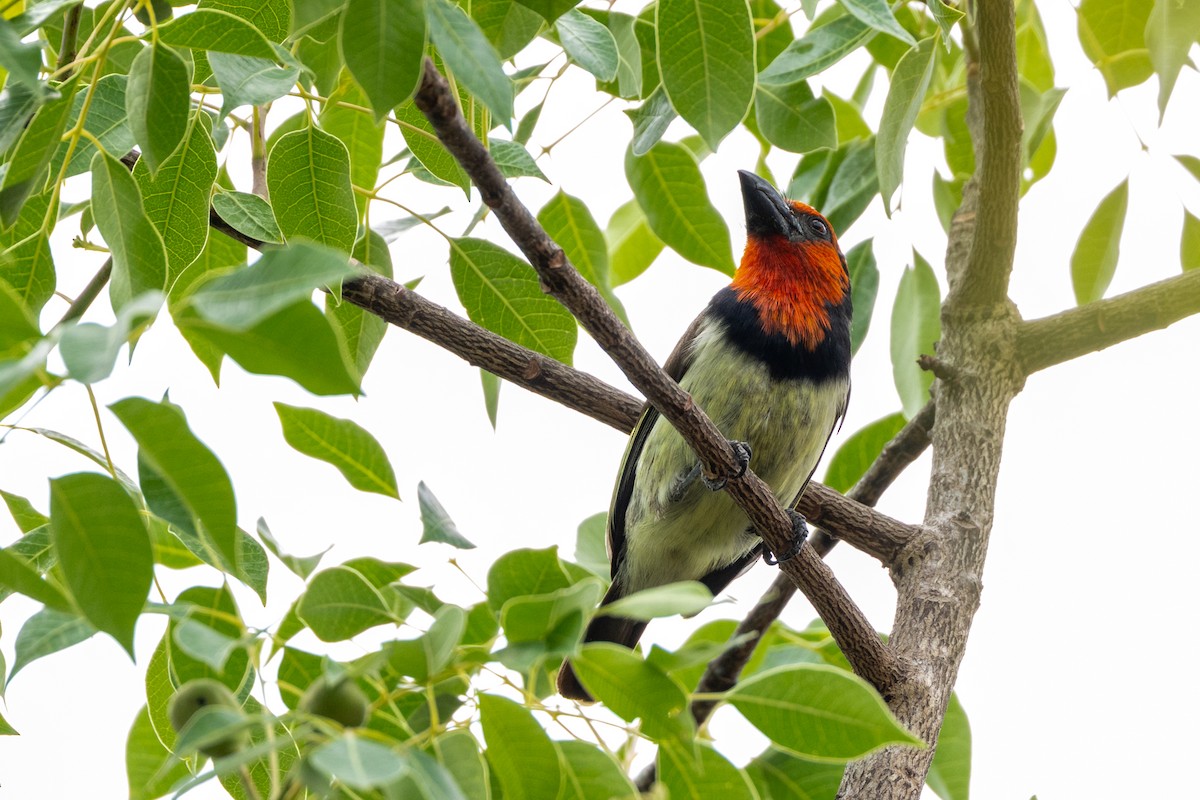 Black-collared Barbet - ML643446595