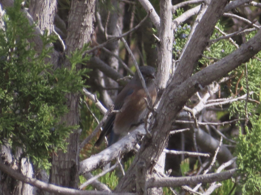 Western Bluebird - ML643446599