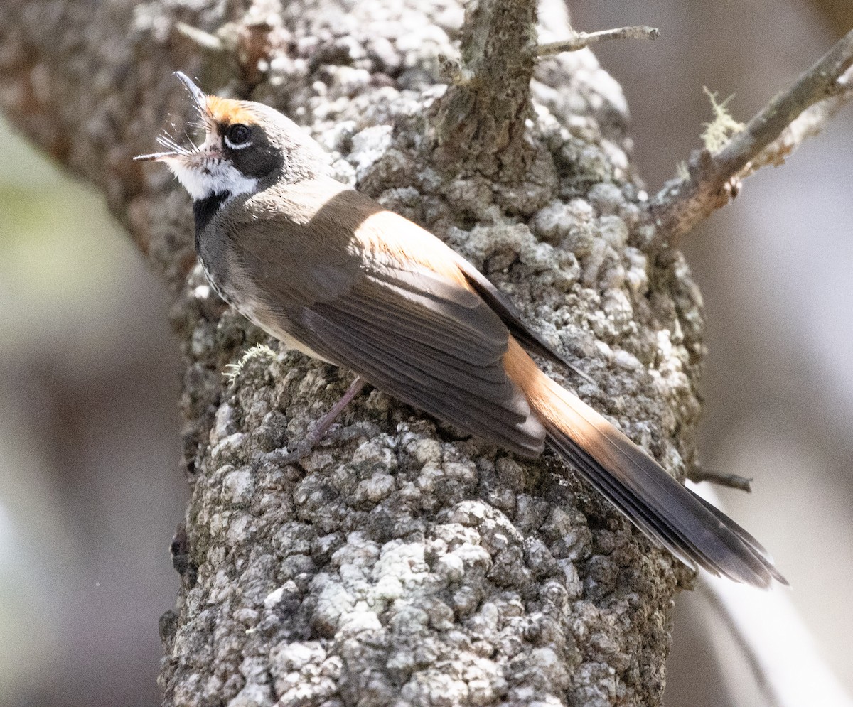 Australian Rufous Fantail - ML643446602