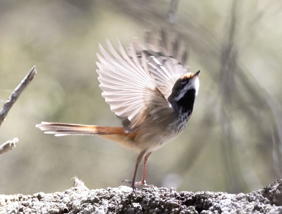 Australian Rufous Fantail - ML643446603