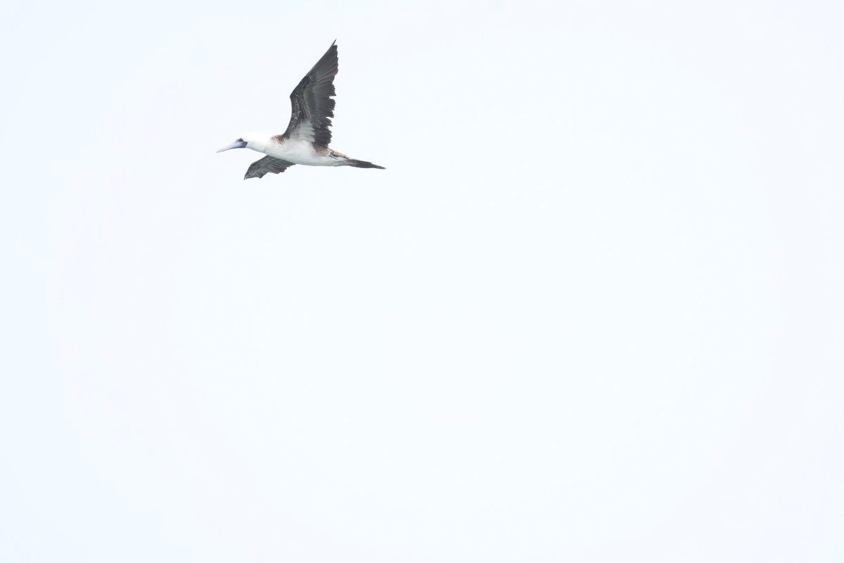 Peruvian Booby - ML643446619