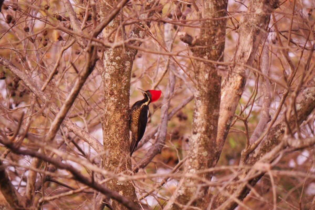 Lineated Woodpecker - ML643446622