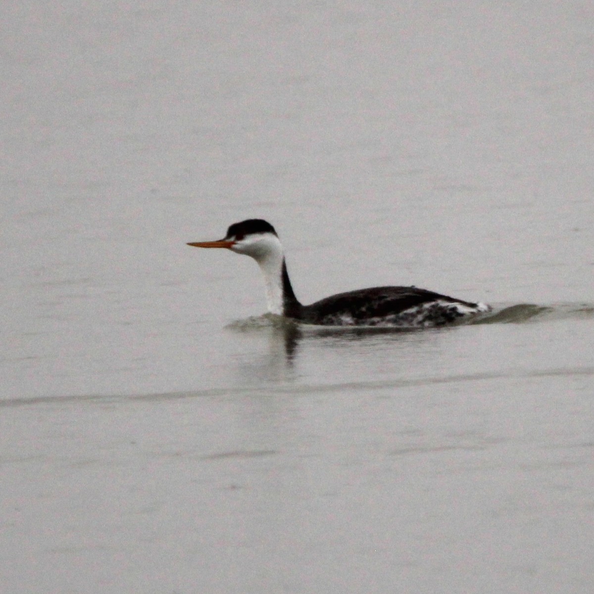 Clark's Grebe - ML643446627