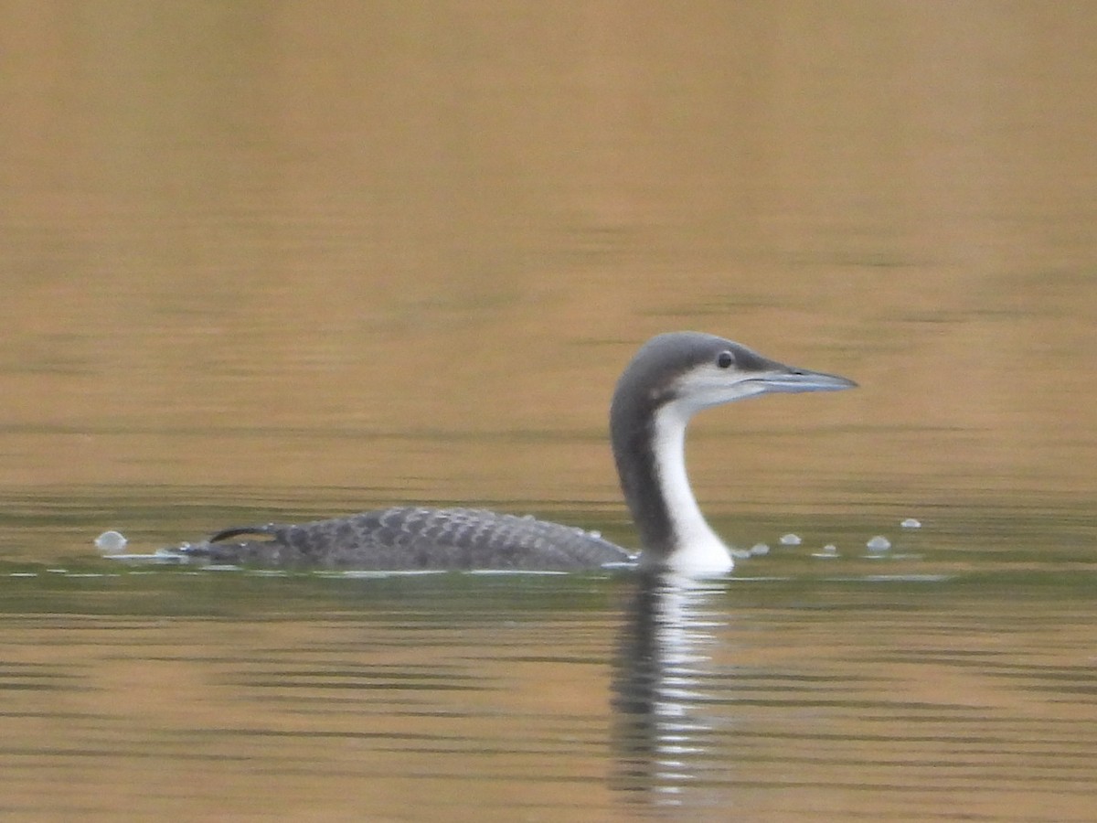 Pacific Loon - ML643446630