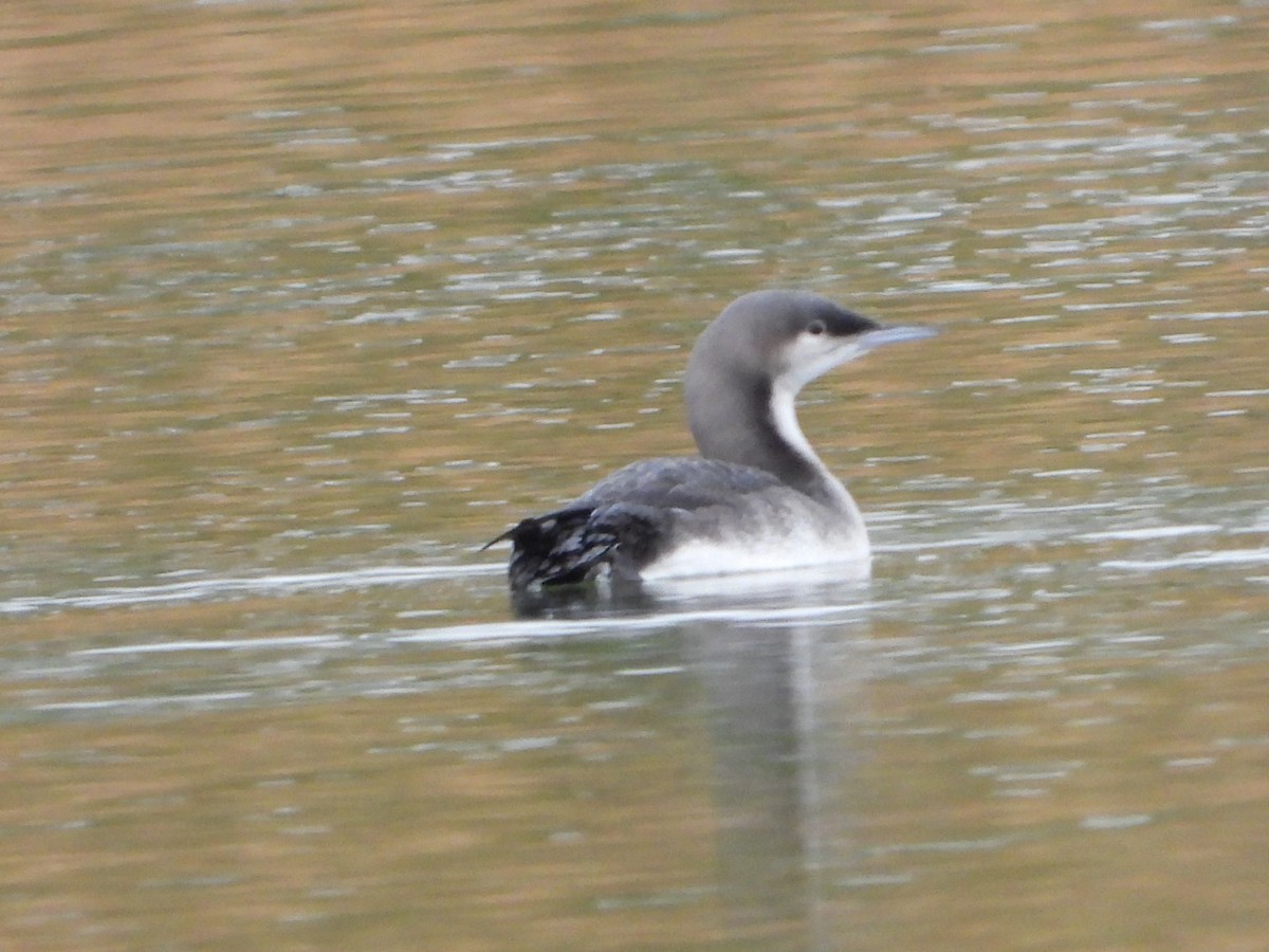 Pacific Loon - ML643446636
