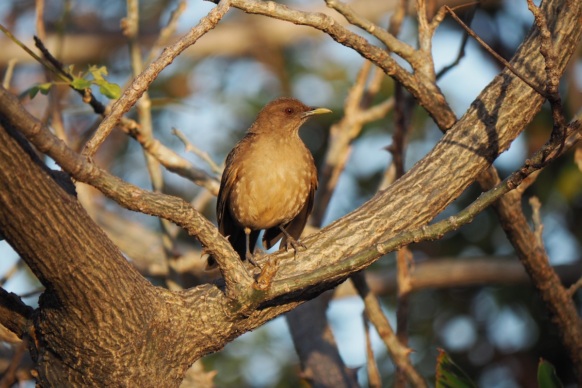 Clay-colored Thrush - ML643446637