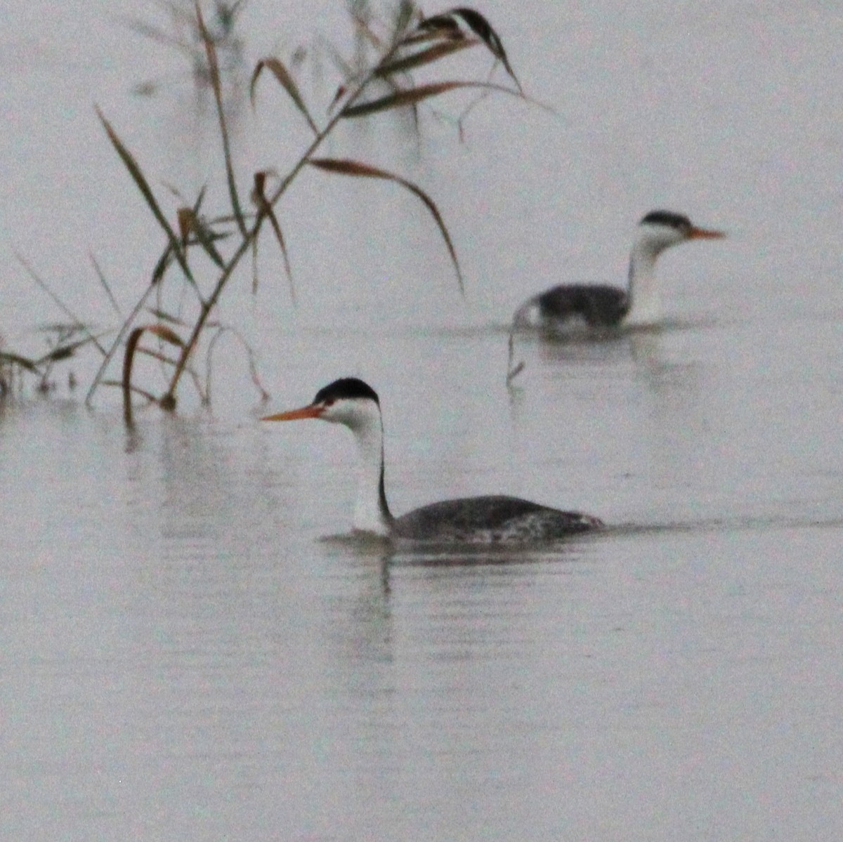 Clark's Grebe - ML643446638