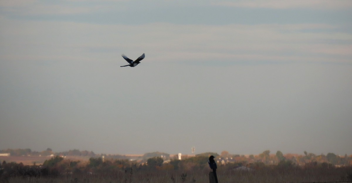 Black-billed Magpie - ML643446639