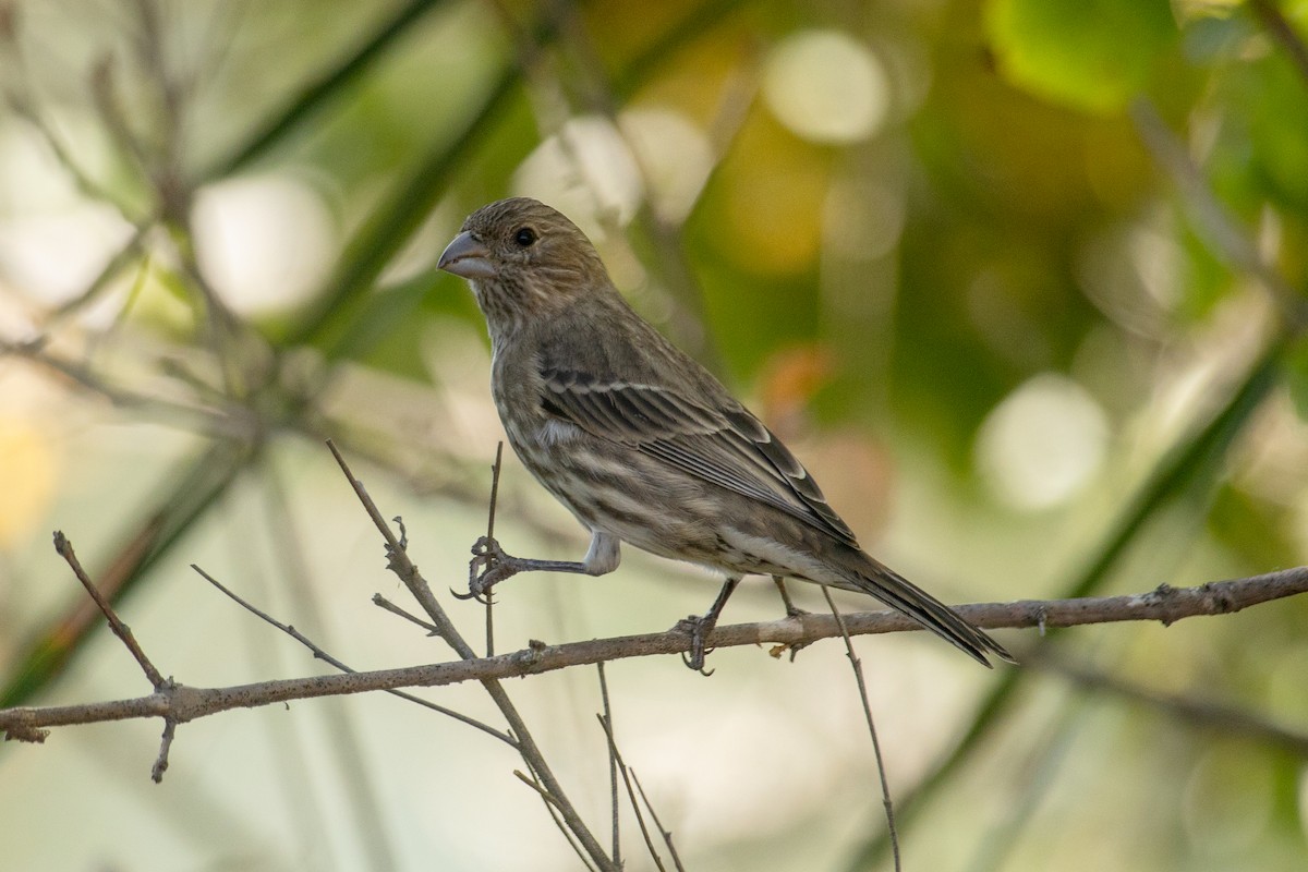 House Finch - ML643446645