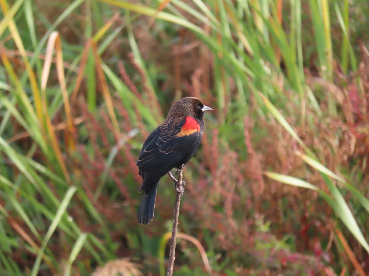 Red-winged Blackbird - ML643446646