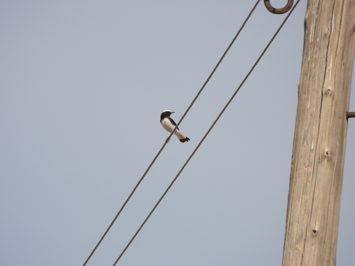 Finsch's Wheatear - ML643446668