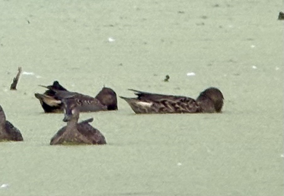 Krickente - ML643446716