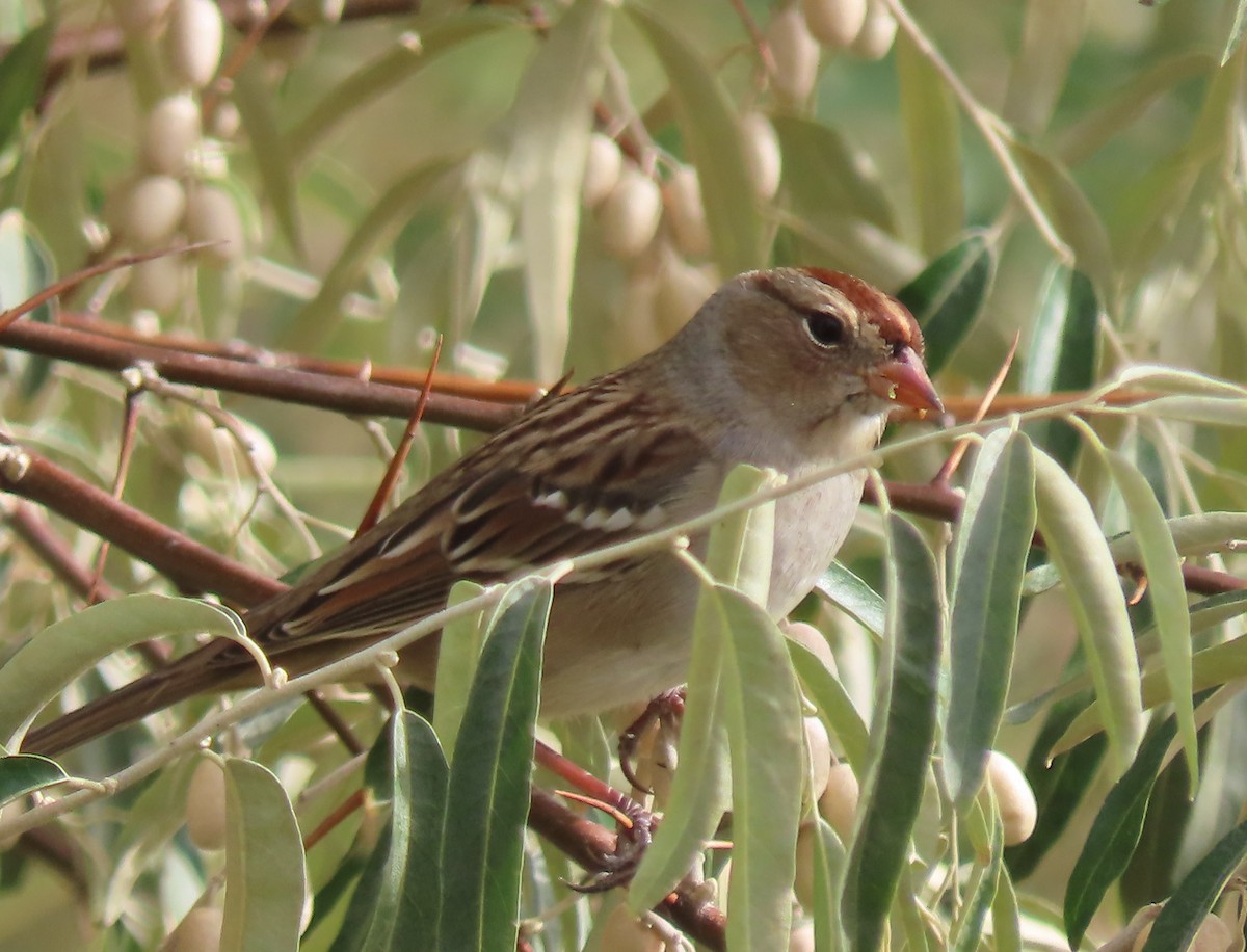 Dachsammer - ML643446717