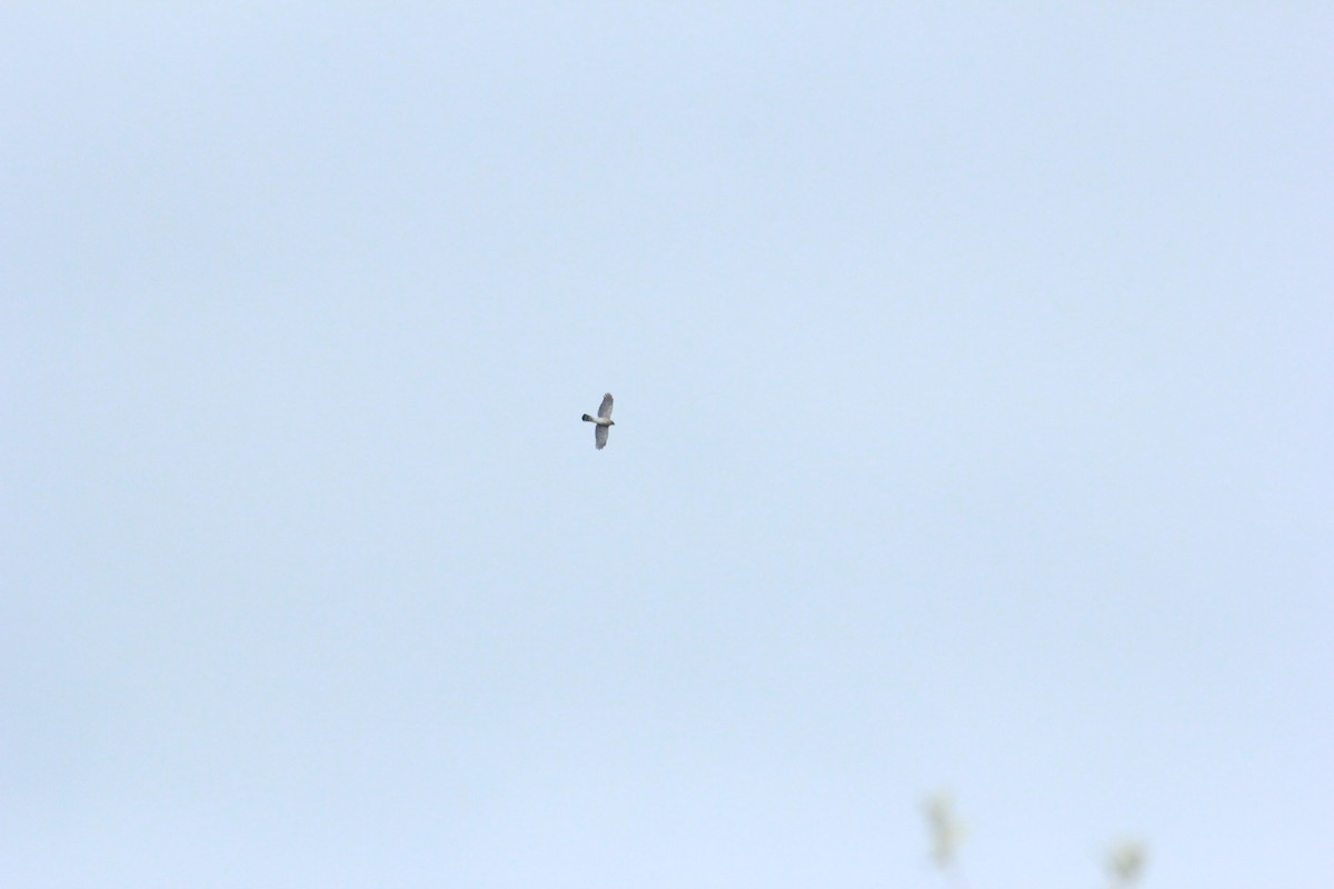 Cooper's Hawk - ML643446762