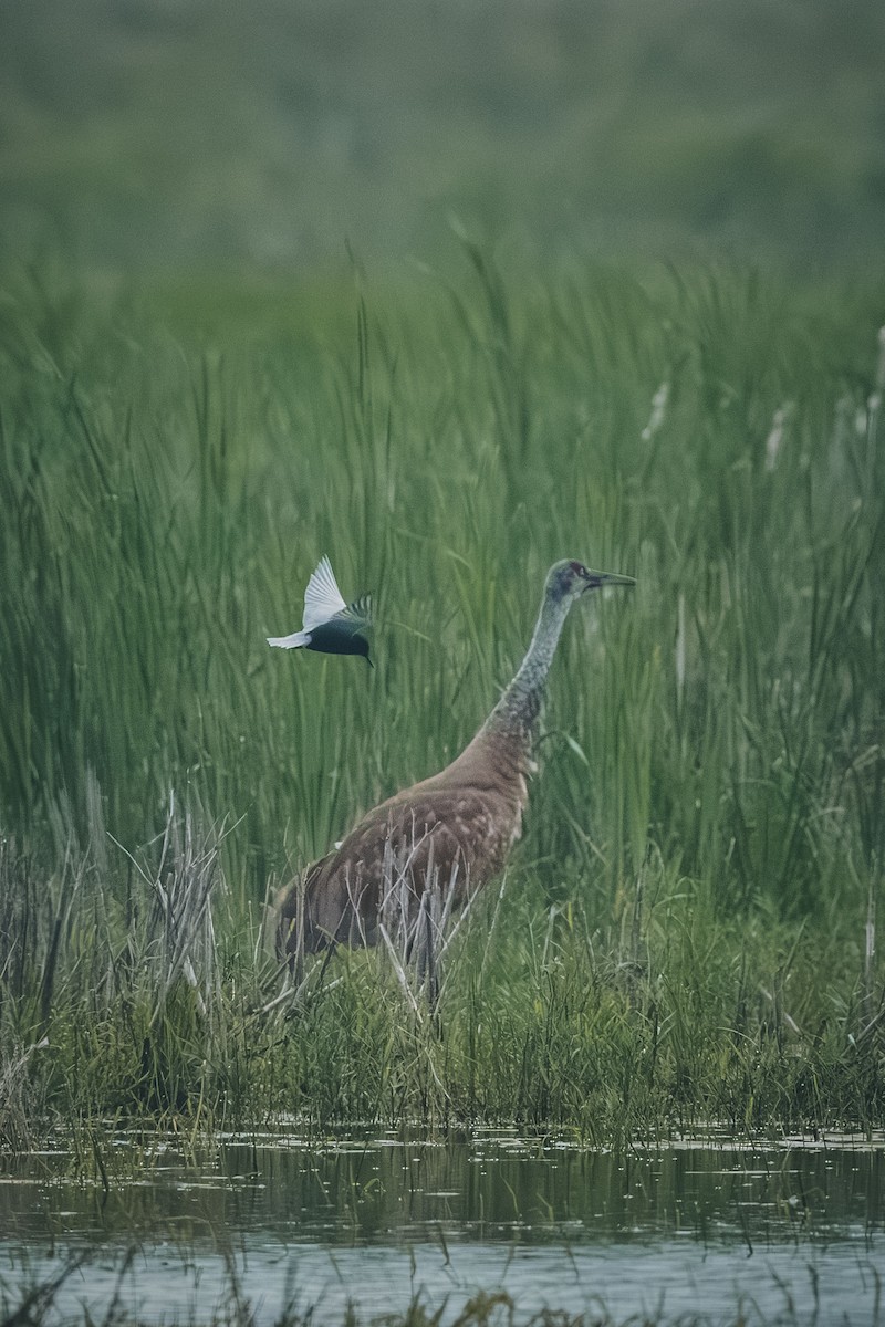 Grulla Canadiense - ML643446763