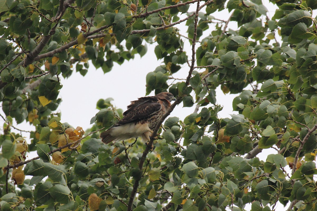 Zapelatz buztangorria - ML643446770