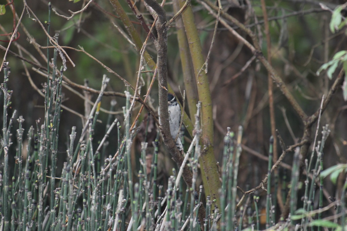 Hairy Woodpecker - ML643446777