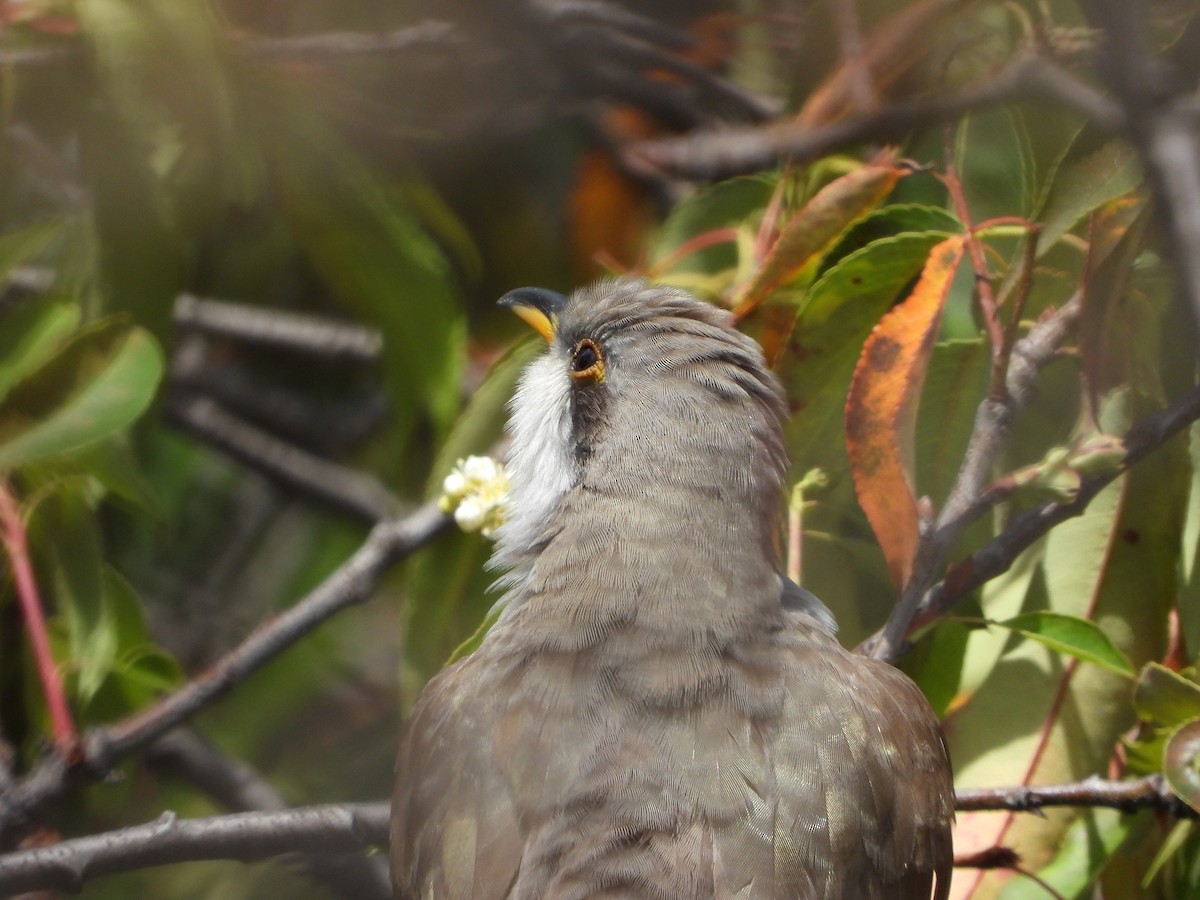 Cuclillo Piquigualdo - ML643446779