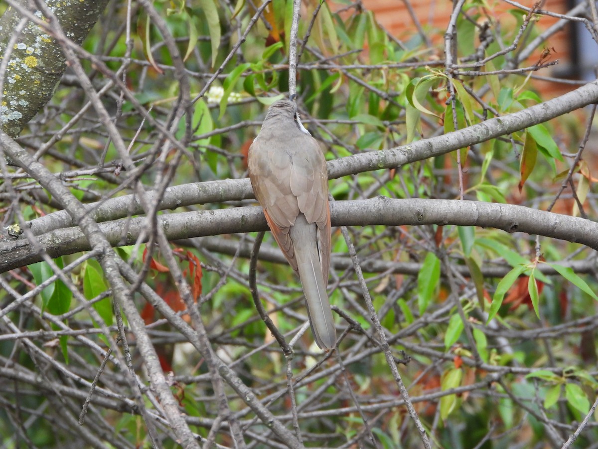 Cuclillo Piquigualdo - ML643446781