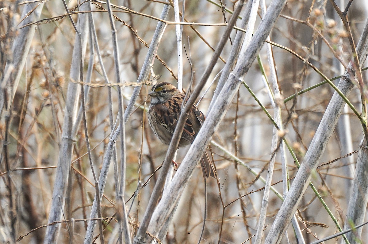 White-throated Sparrow - ML643446782