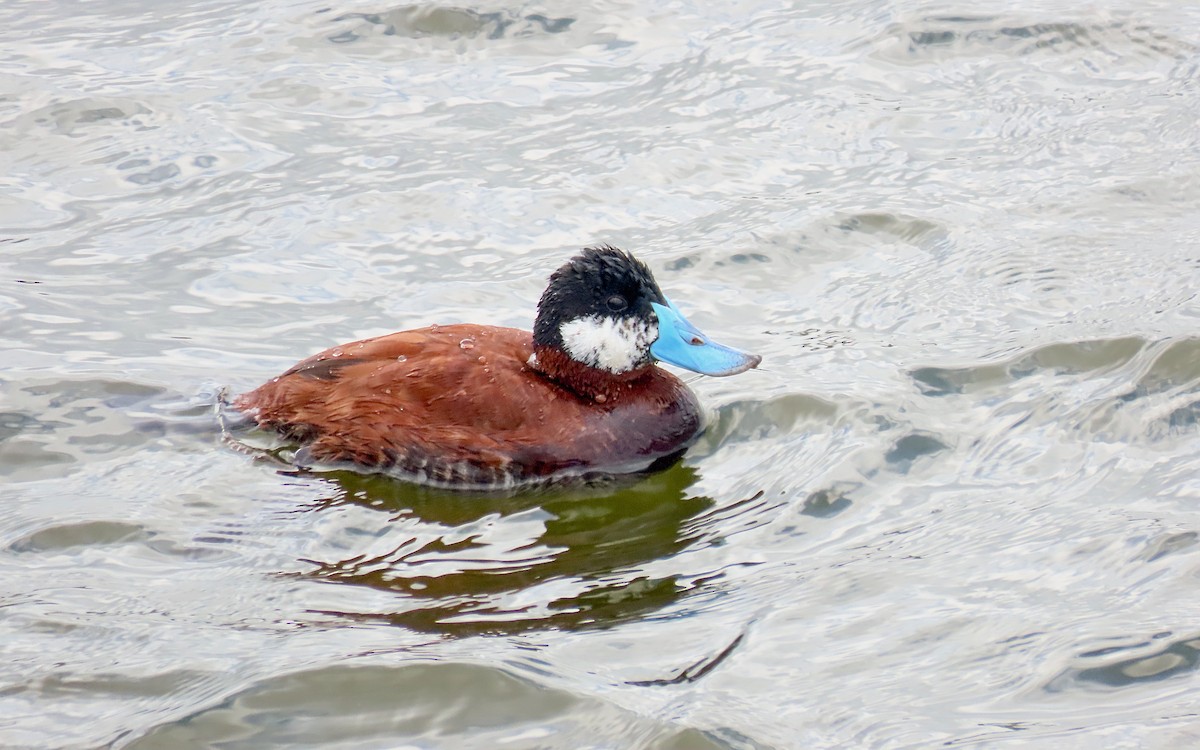 Érismature rousse - ML643446786