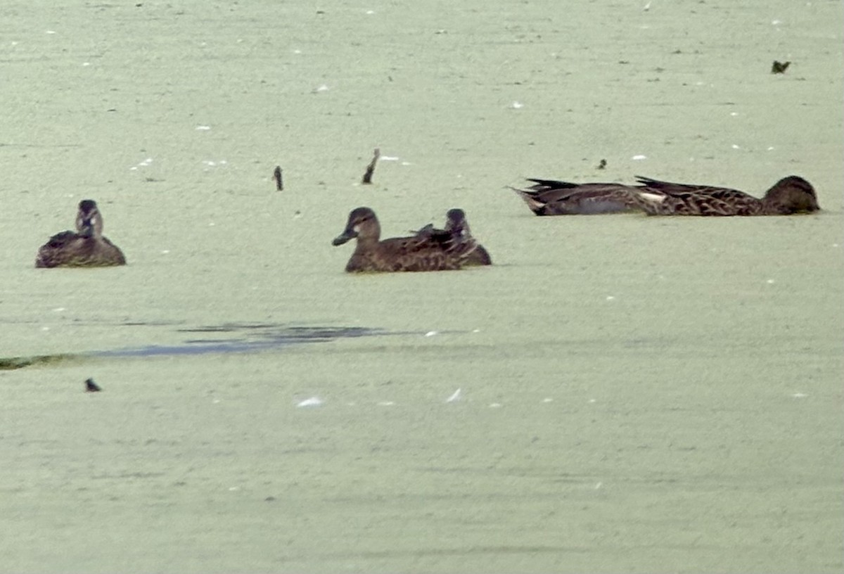 Blauflügelente - ML643446800