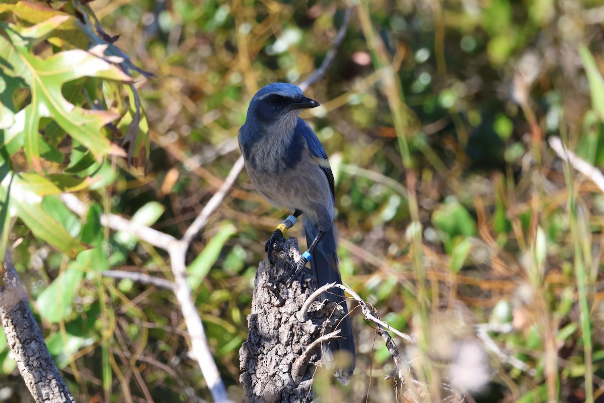 Florida Scrub-Jay - ML643446809