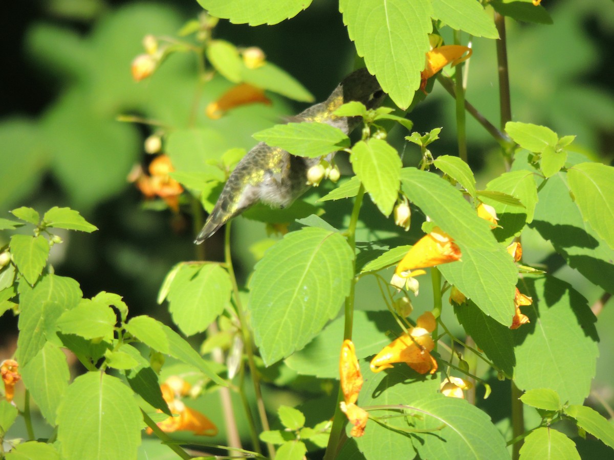 Anna's Hummingbird - ML643446826