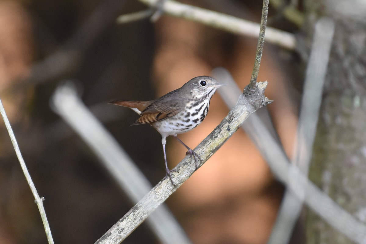 Hermit Thrush - ML643446827