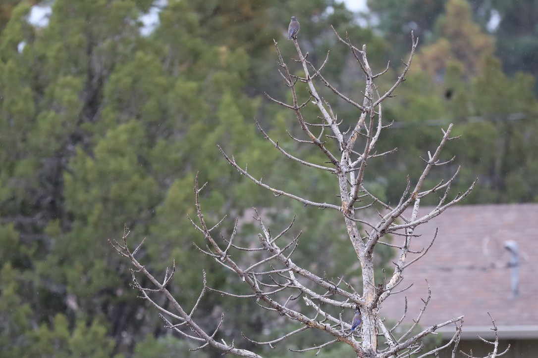 Western Bluebird - ML643446829