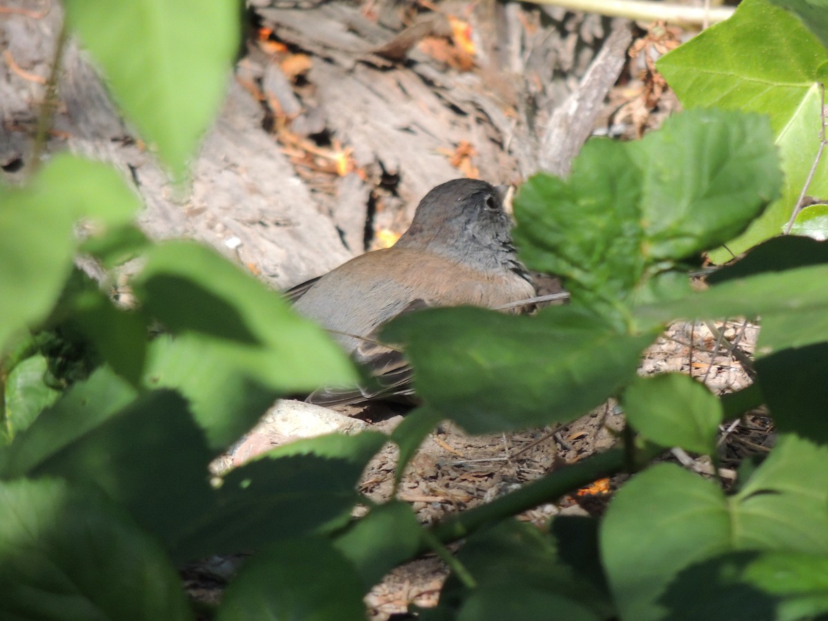 Dark-eyed Junco - ML643446830