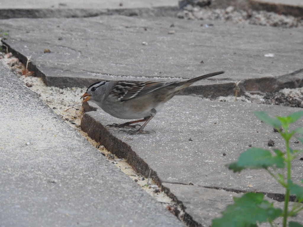 White-crowned Sparrow - ML643446834