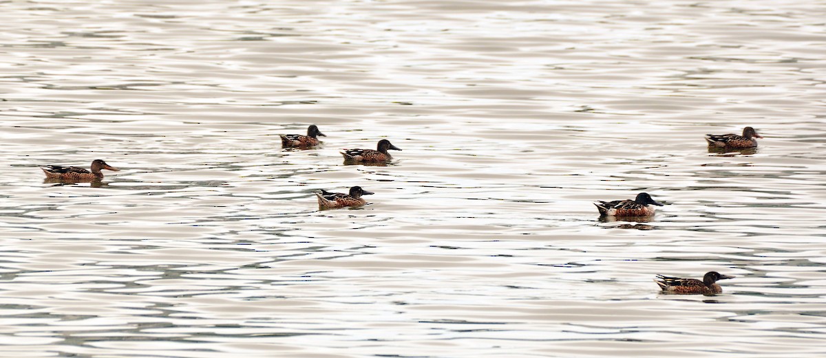 Canard souchet - ML643446837