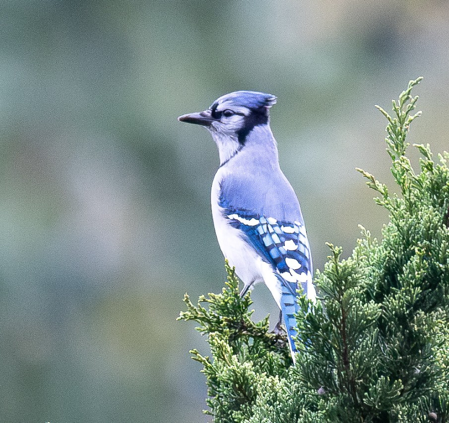 Blue Jay - ML643446838