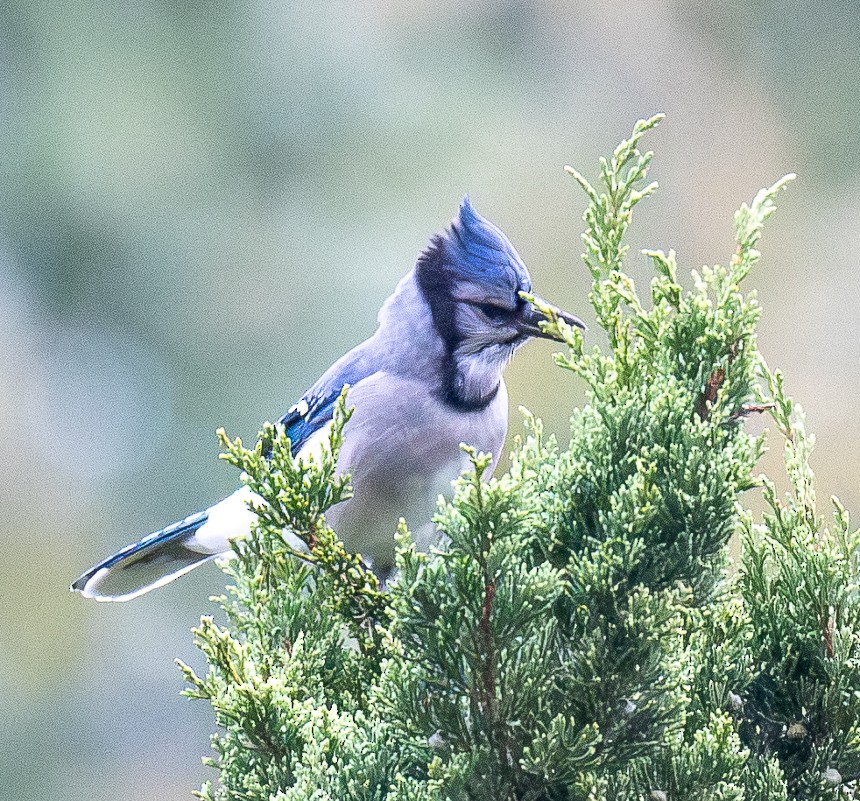 Blue Jay - ML643446840