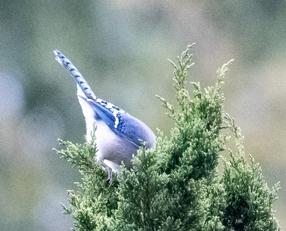 Blue Jay - ML643446846
